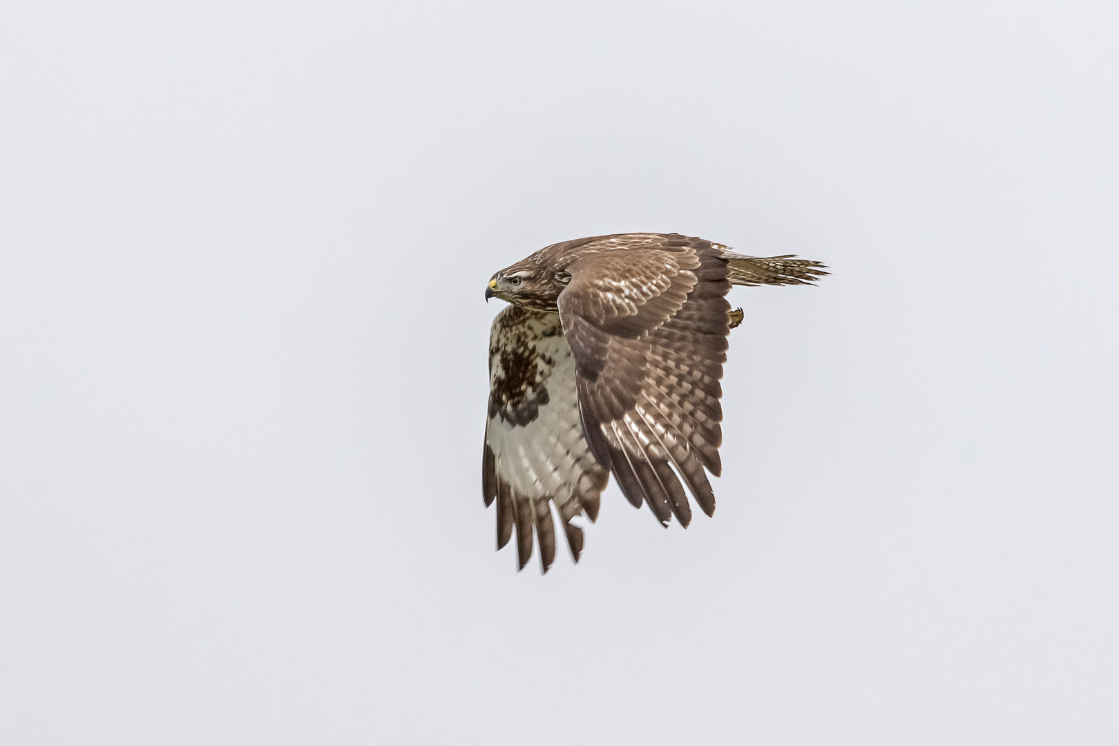 Mäusebussard im Vorbeiflug