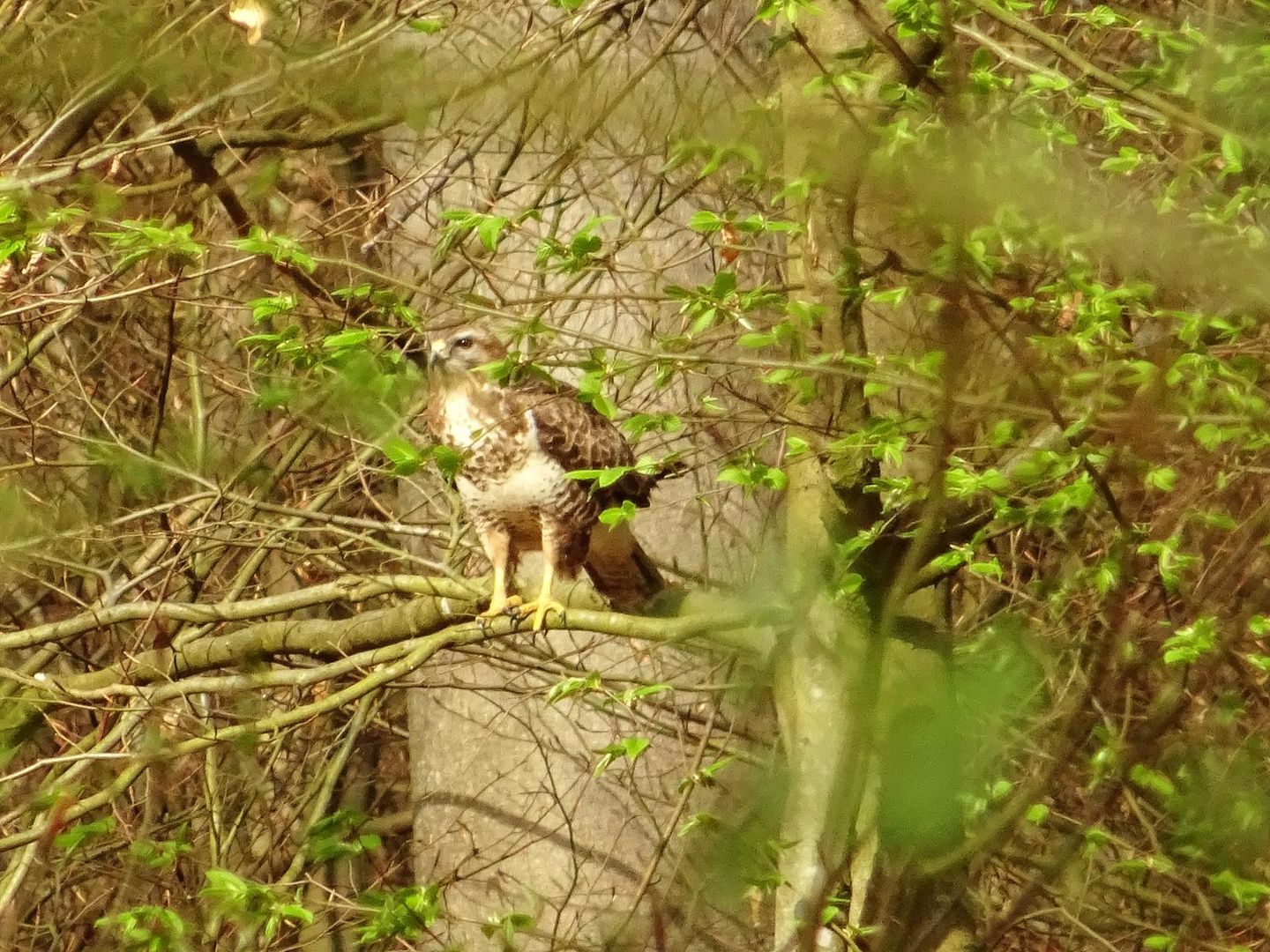 Mäusebussard im Wald