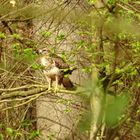 Mäusebussard im Wald