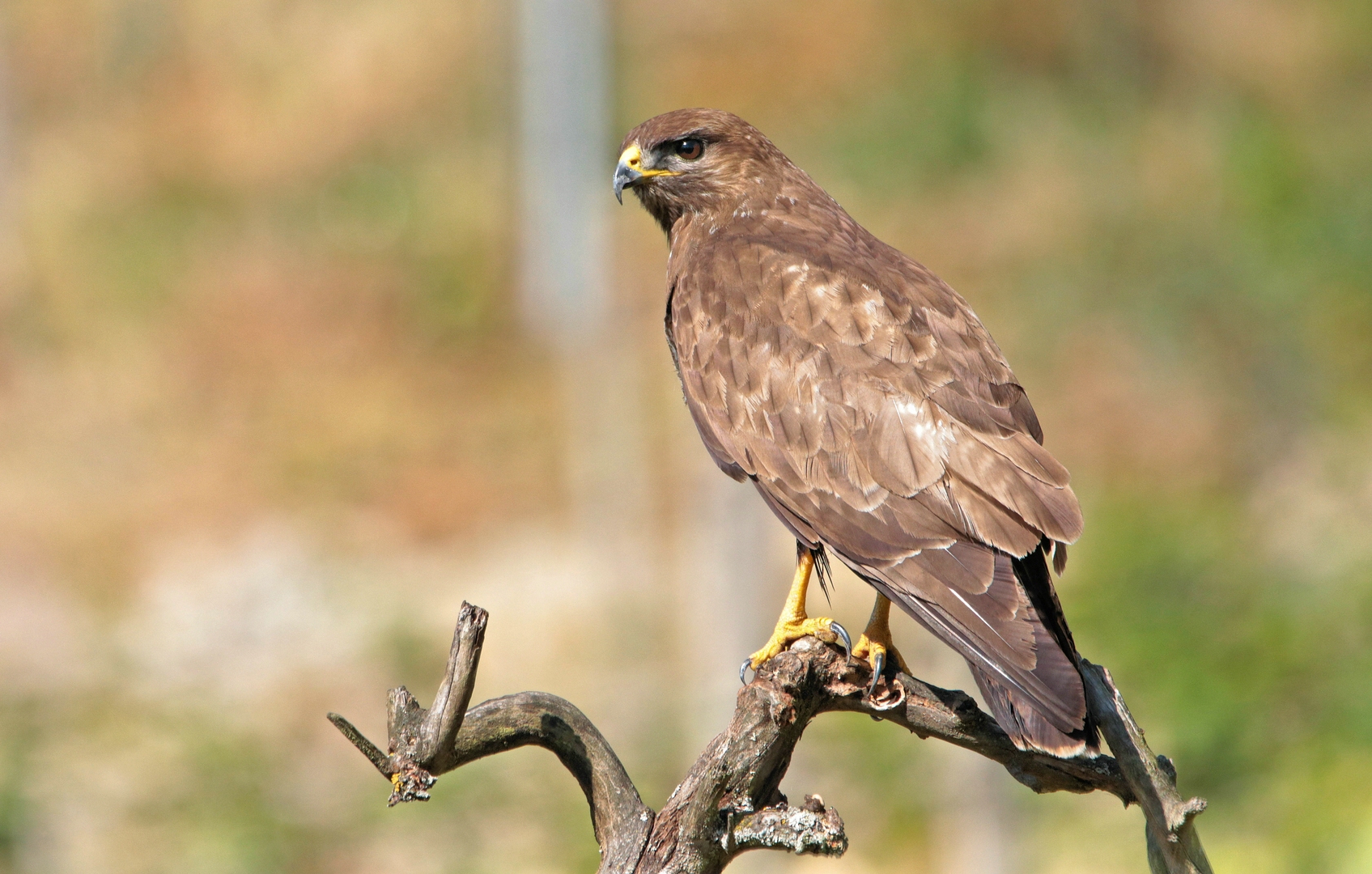 MÄUSEBUSSARD IM WEINBERG