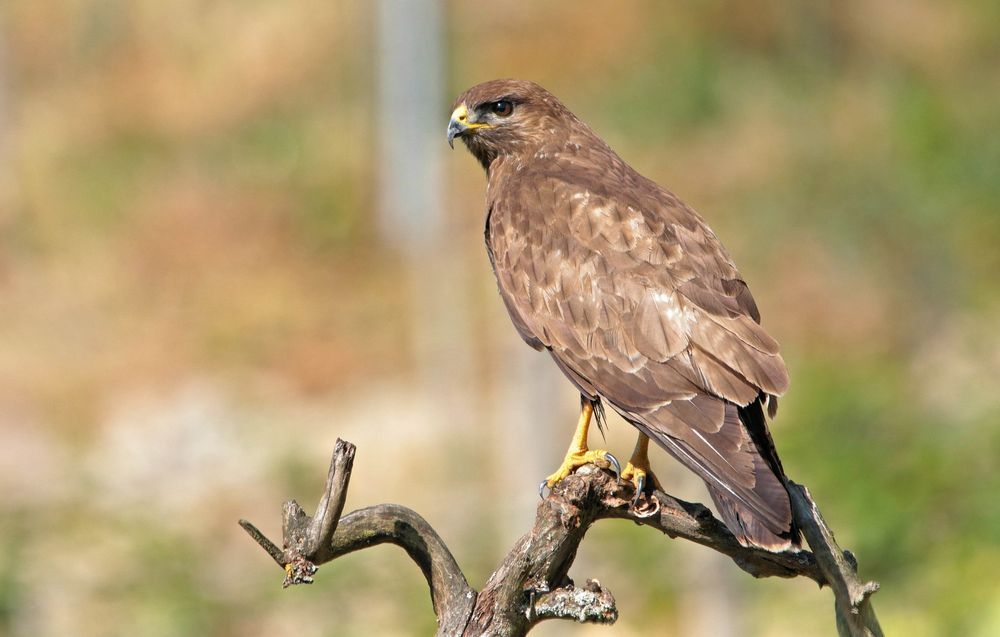 MÄUSEBUSSARD IM WEINBERG