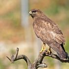 MÄUSEBUSSARD IM WEINBERG