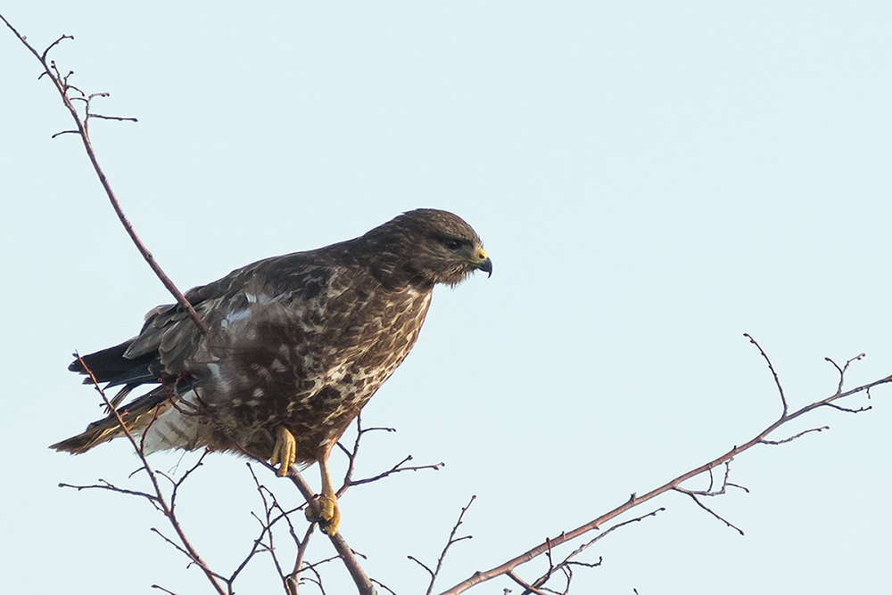 Mäusebussard im Wind