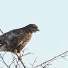 Mäusebussard im Wind