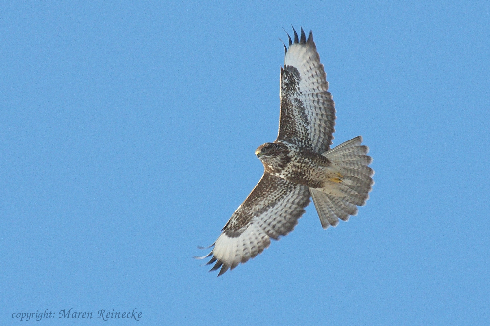 Mäusebussard im Winter