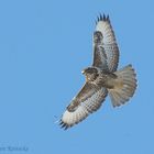 Mäusebussard im Winter