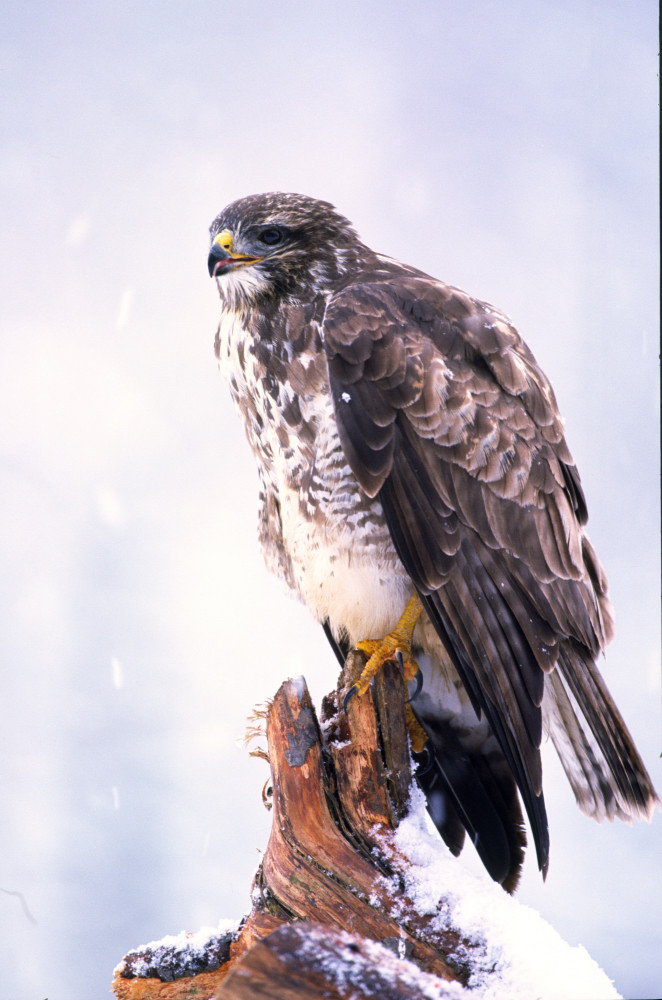 Mäusebussard im Winter