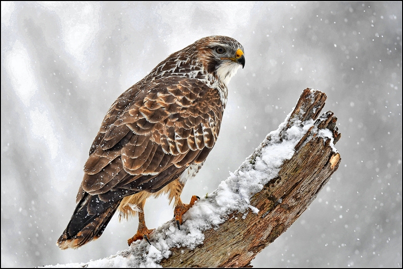 Mäusebussard im Winter