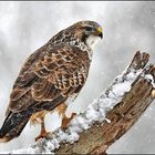 Mäusebussard im Winter