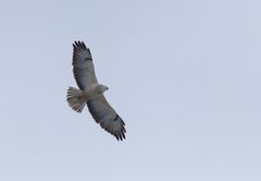 Mäusebussard im Winterkleid