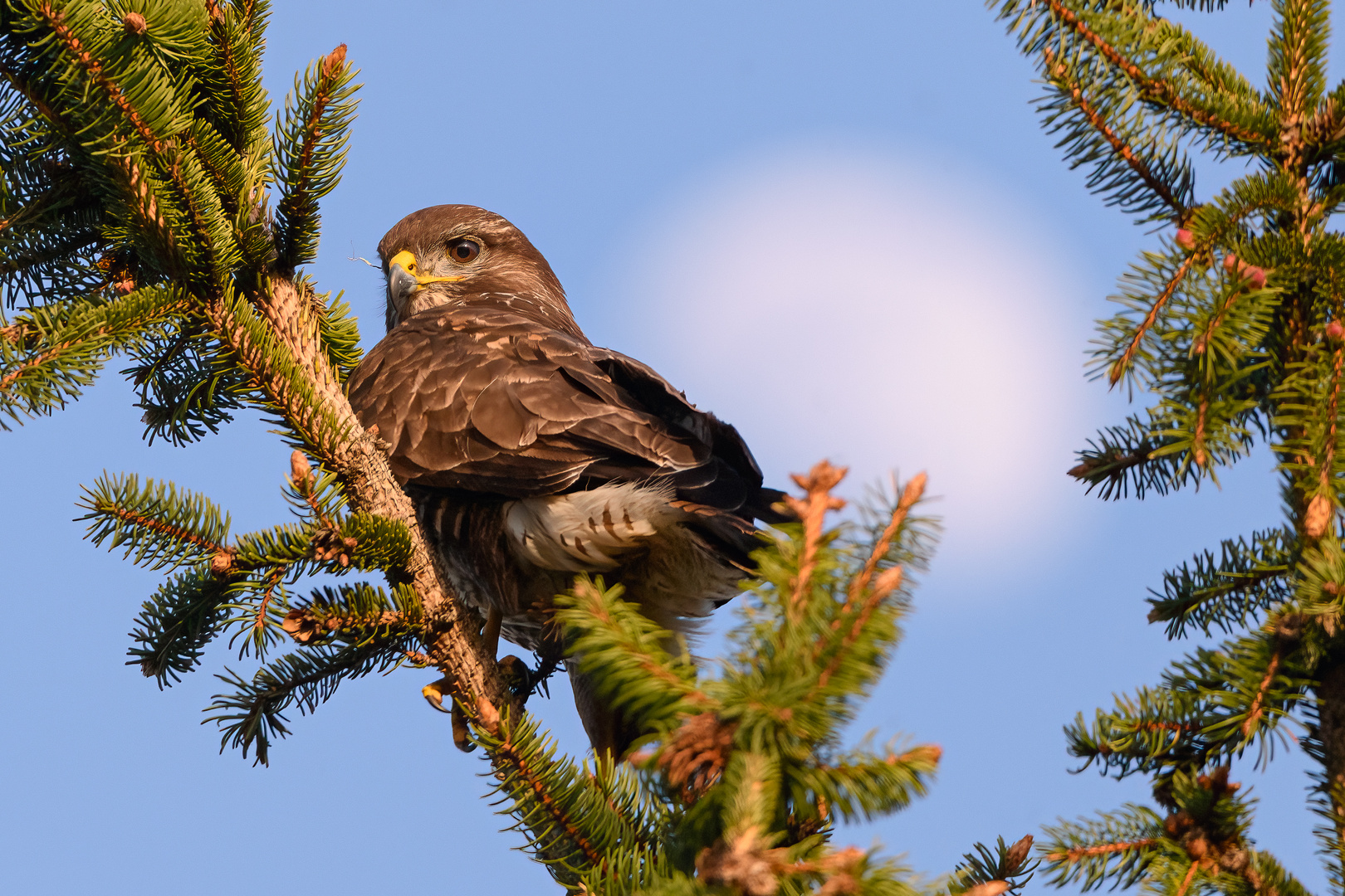 Mäusebussard in der Baumspitze 