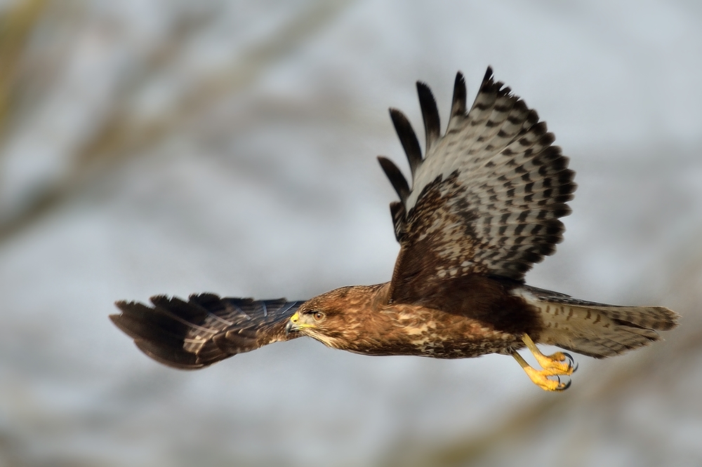 Mäusebussard in der Elbtalaue