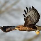 Mäusebussard in der Elbtalaue