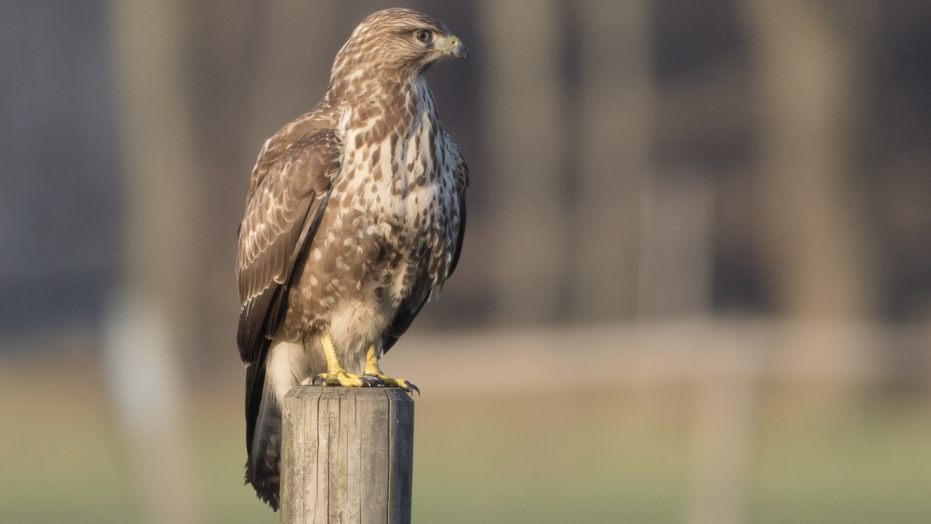 Mäusebussard in der freien Natur