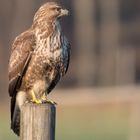 Mäusebussard in der freien Natur