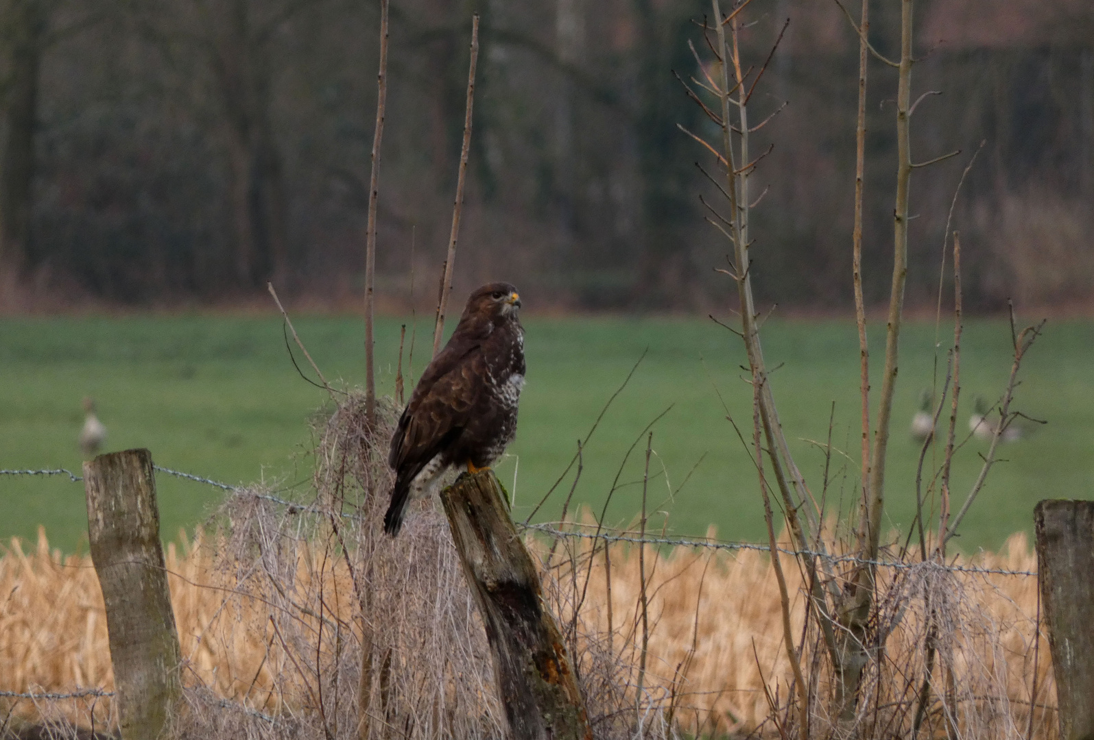 Mäusebussard in der Hammer Lippeaue