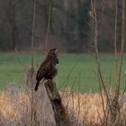 Mäusebussard in der Hammer Lippeaue