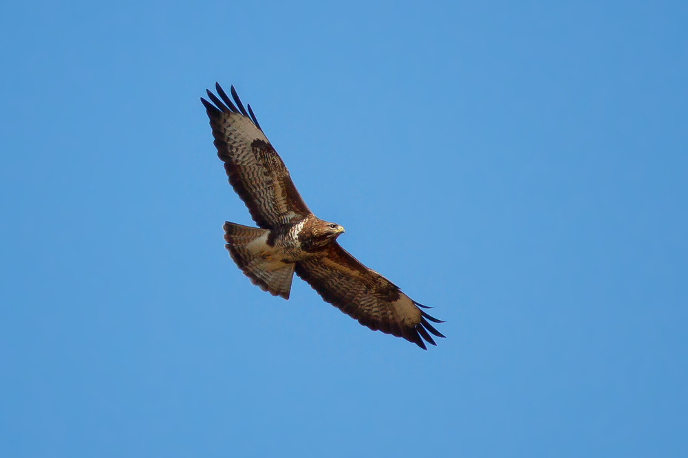 Mäusebussard in der Thermik