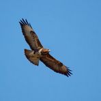 Mäusebussard in der Thermik