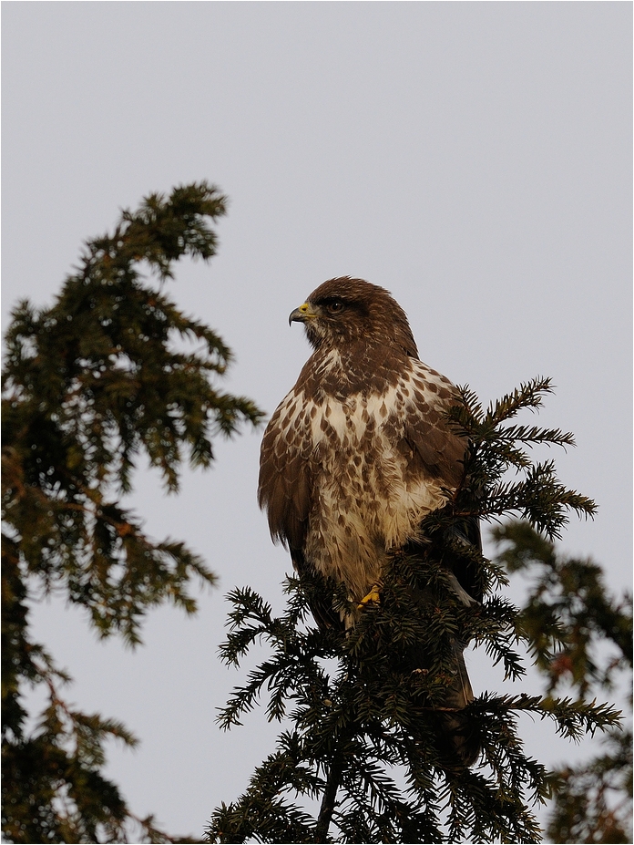 Mäusebussard in der Wintersonne