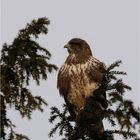 Mäusebussard in der Wintersonne