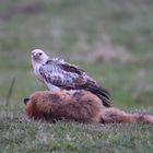 Mäusebussard in fast weiß 