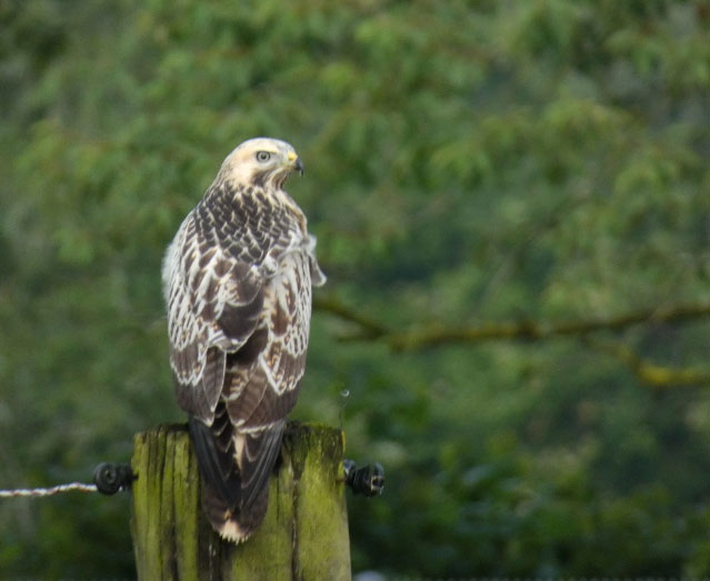 Mäusebussard in Hamm-Schmehausen