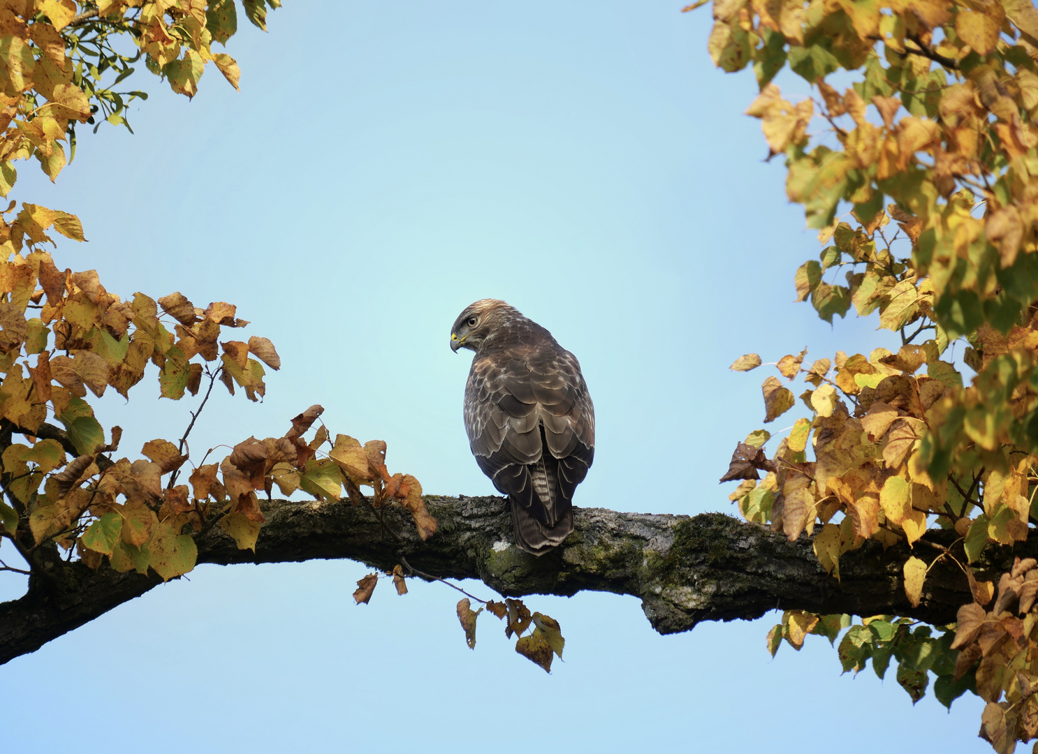 Mäusebussard in Herbstfarben