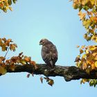 Mäusebussard in Herbstfarben