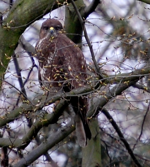 Mäusebussard in Köln