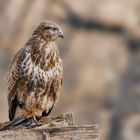 „Mäusebussard in Lauerstellung auf Holzstapel“