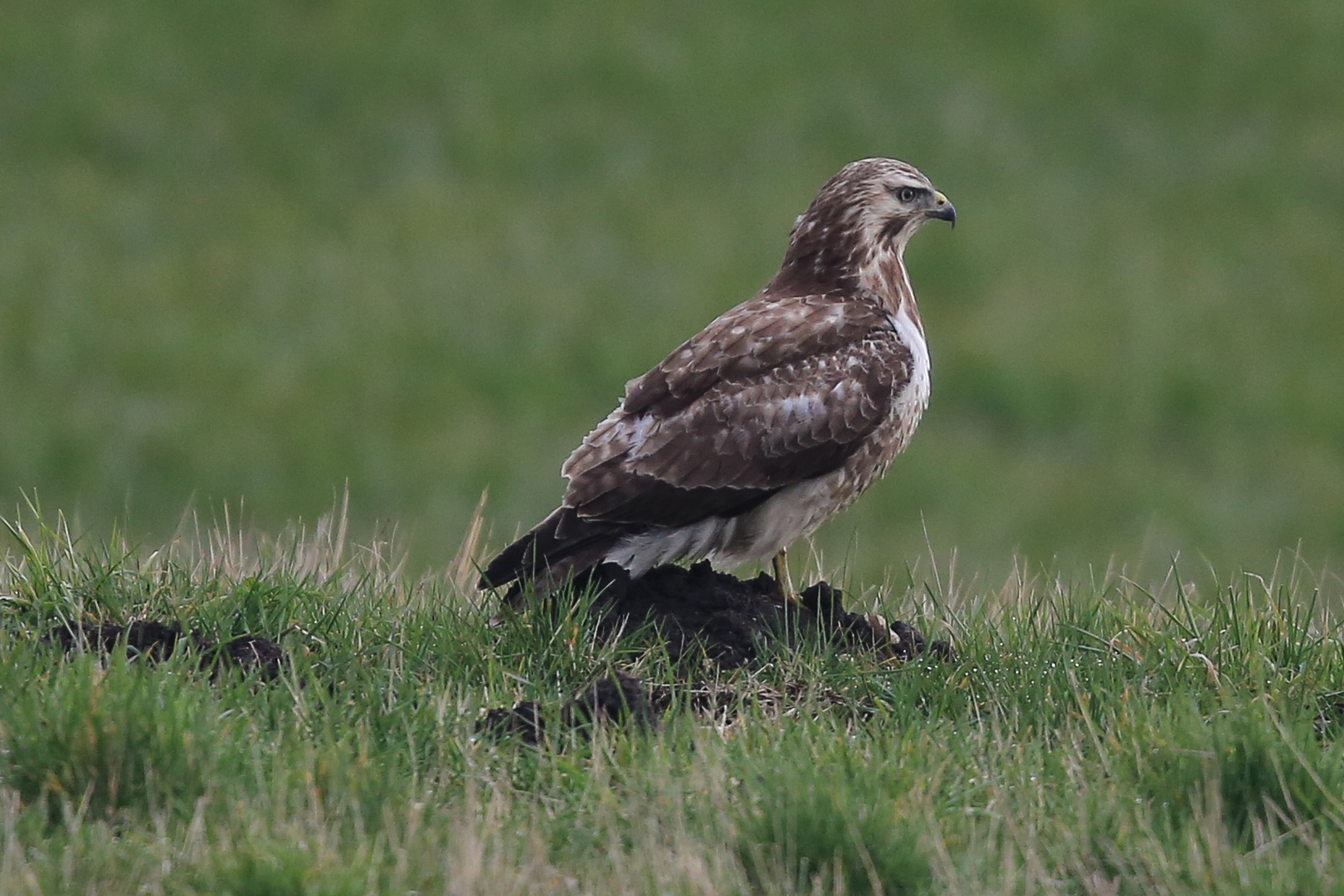 Mäusebussard in "Lauerstellung"