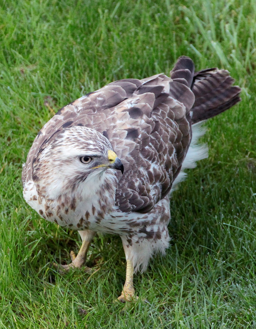 Mäusebussard in meinem Garten