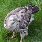 Mäusebussard in meinem Garten