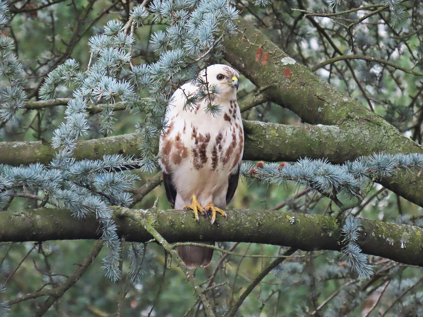 Mäusebussard in Nachbars Garten