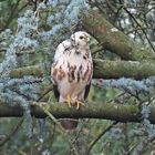 Mäusebussard in Nachbars Garten