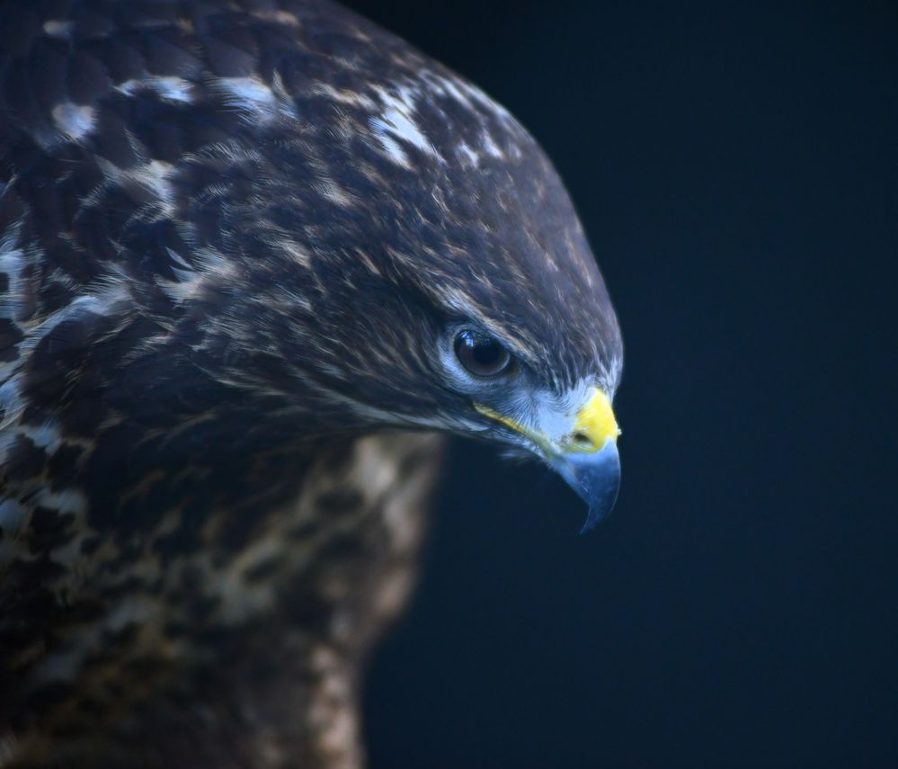 Mäusebussard in Pose