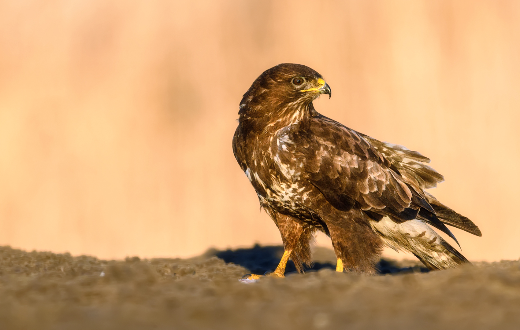 Mäusebussard in schönem Licht