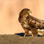 Mäusebussard in schönem Licht