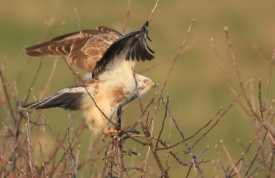 Mäusebussard in Startposition