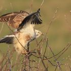 Mäusebussard in Startposition