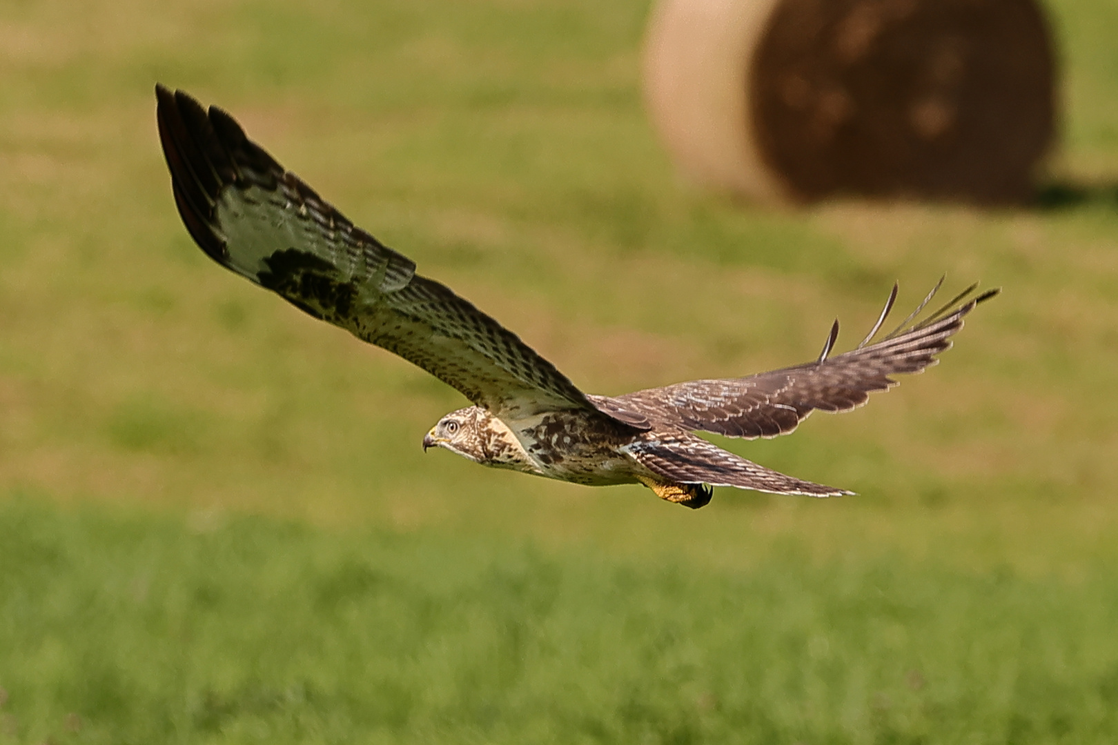 Mäusebussard in voller Breite