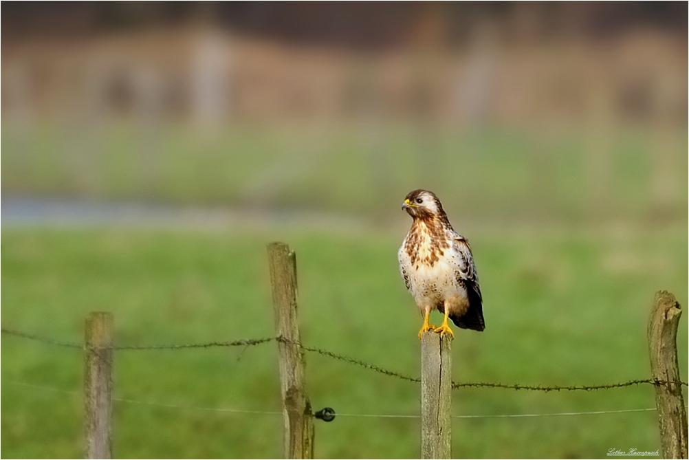 Mäusebussard in Wartestellung