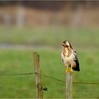 Mäusebussard in Wartestellung