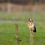 Mäusebussard in Wartestellung