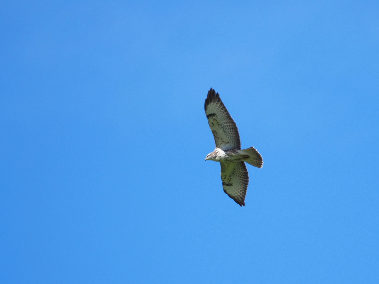 Mäusebussard in "Weiß"