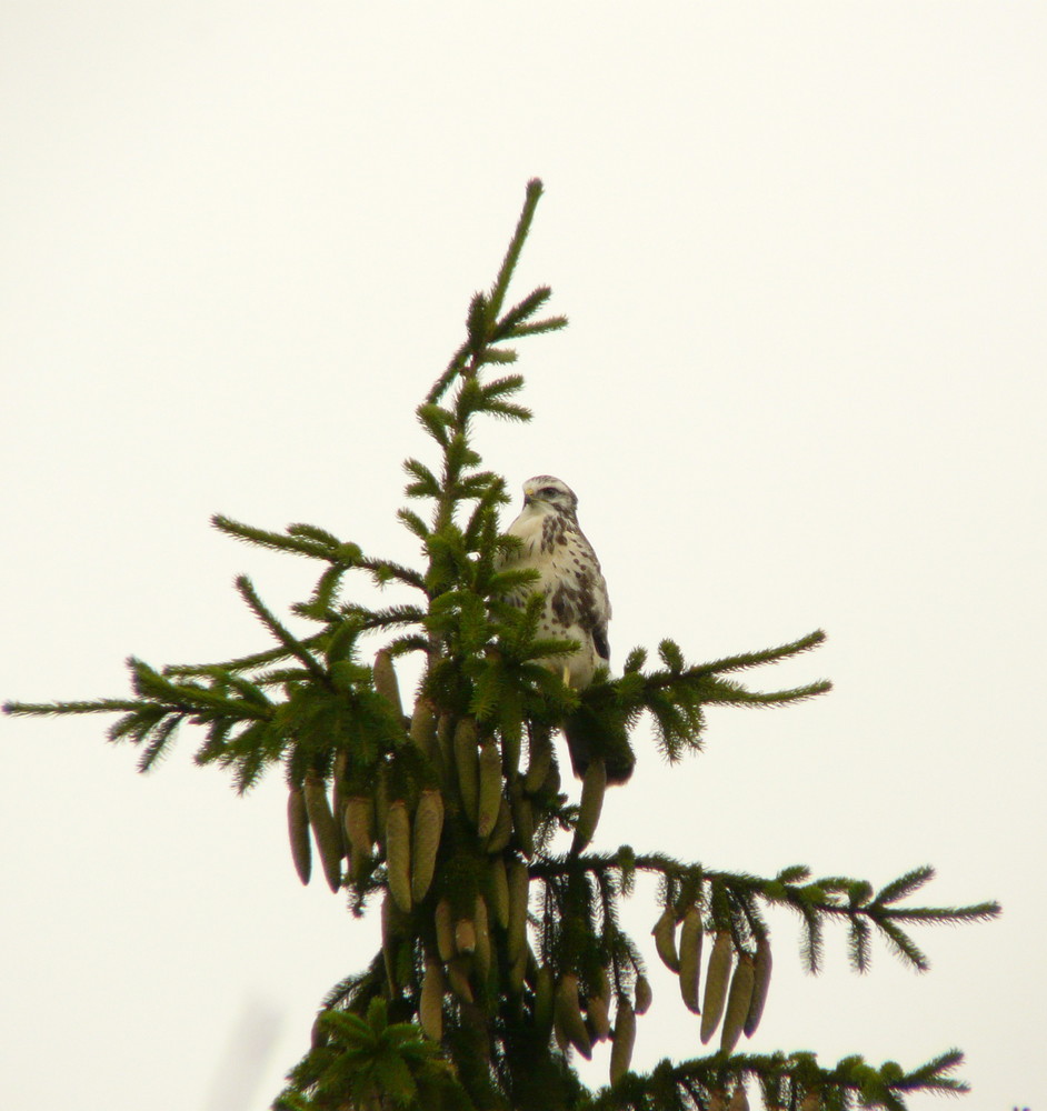 Mäusebussard Jungvogel