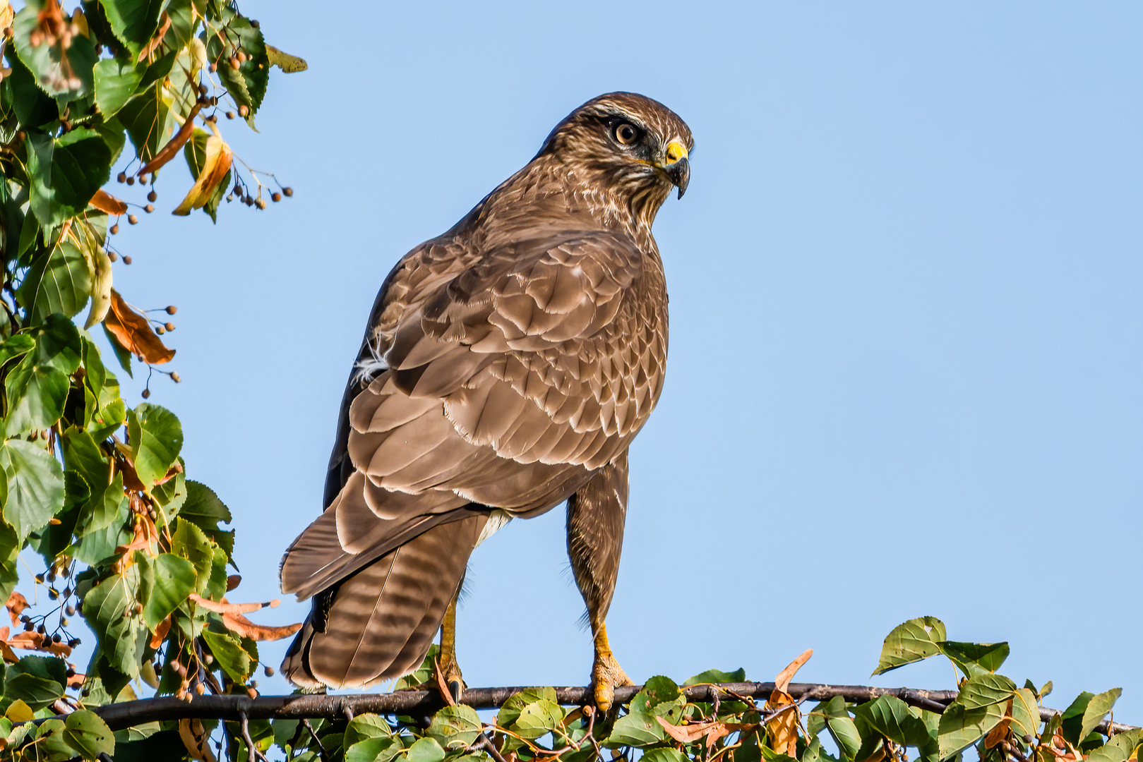 Mäusebussard (Jungvogel)