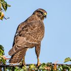 Mäusebussard (Jungvogel)