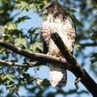 Mäusebussard ( Jungvogel )